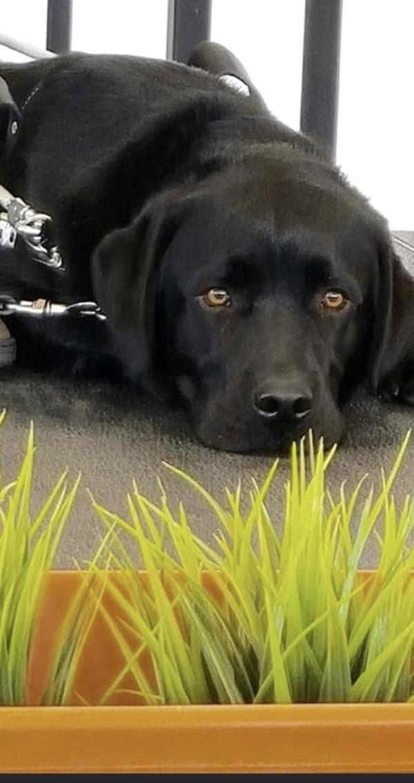 /Images/uploads/International Guiding Eyes Inc/gdapawsitivitycalendar/entries/20029thumb.jpg